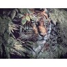 Sumatra